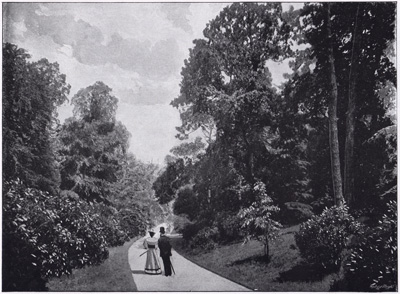 The Rhododendron Walk, Kew Gardens